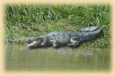 Wildlife Refuge