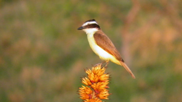 Bird watching in Arenal